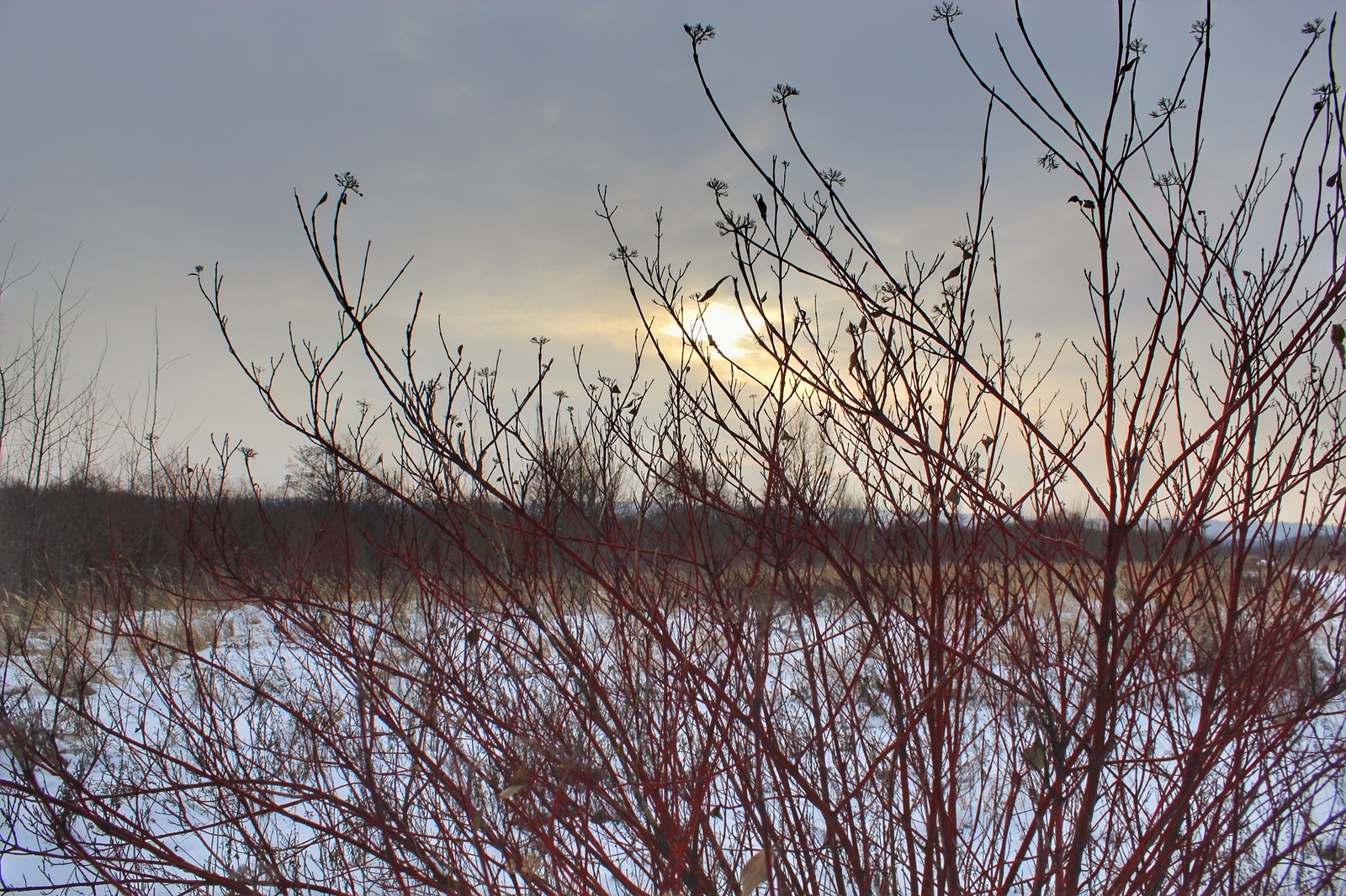 Photo walk - My, Dzerzhinsk, The photo, Canon 1300d, 18-55 kit, Nature, Longpost