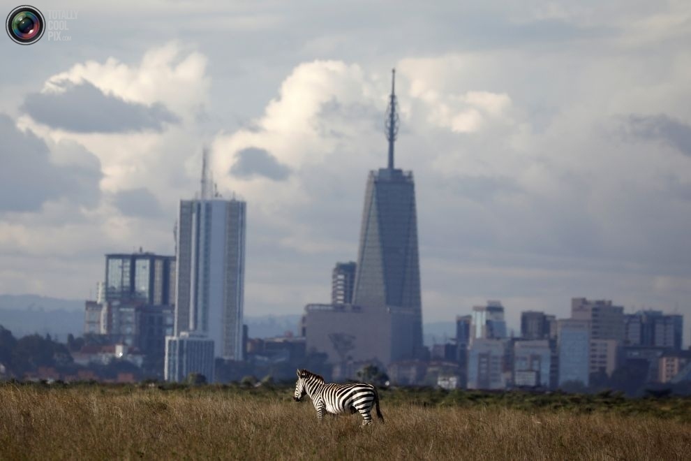 On the outskirts of the city - Ecology, wildlife, Ecosphere, Kenya, Reserve, Nairobi, Longpost, Animals, Reserves and sanctuaries