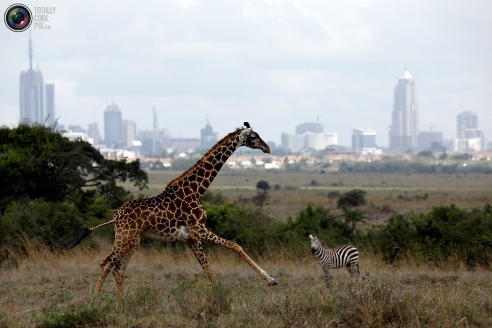 On the outskirts of the city - Ecology, wildlife, Ecosphere, Kenya, Reserve, Nairobi, Longpost, Animals, Reserves and sanctuaries