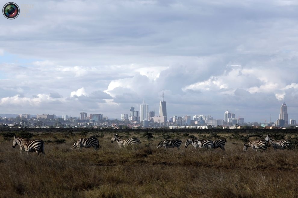 On the outskirts of the city - Ecology, wildlife, Ecosphere, Kenya, Reserve, Nairobi, Longpost, Animals, Reserves and sanctuaries