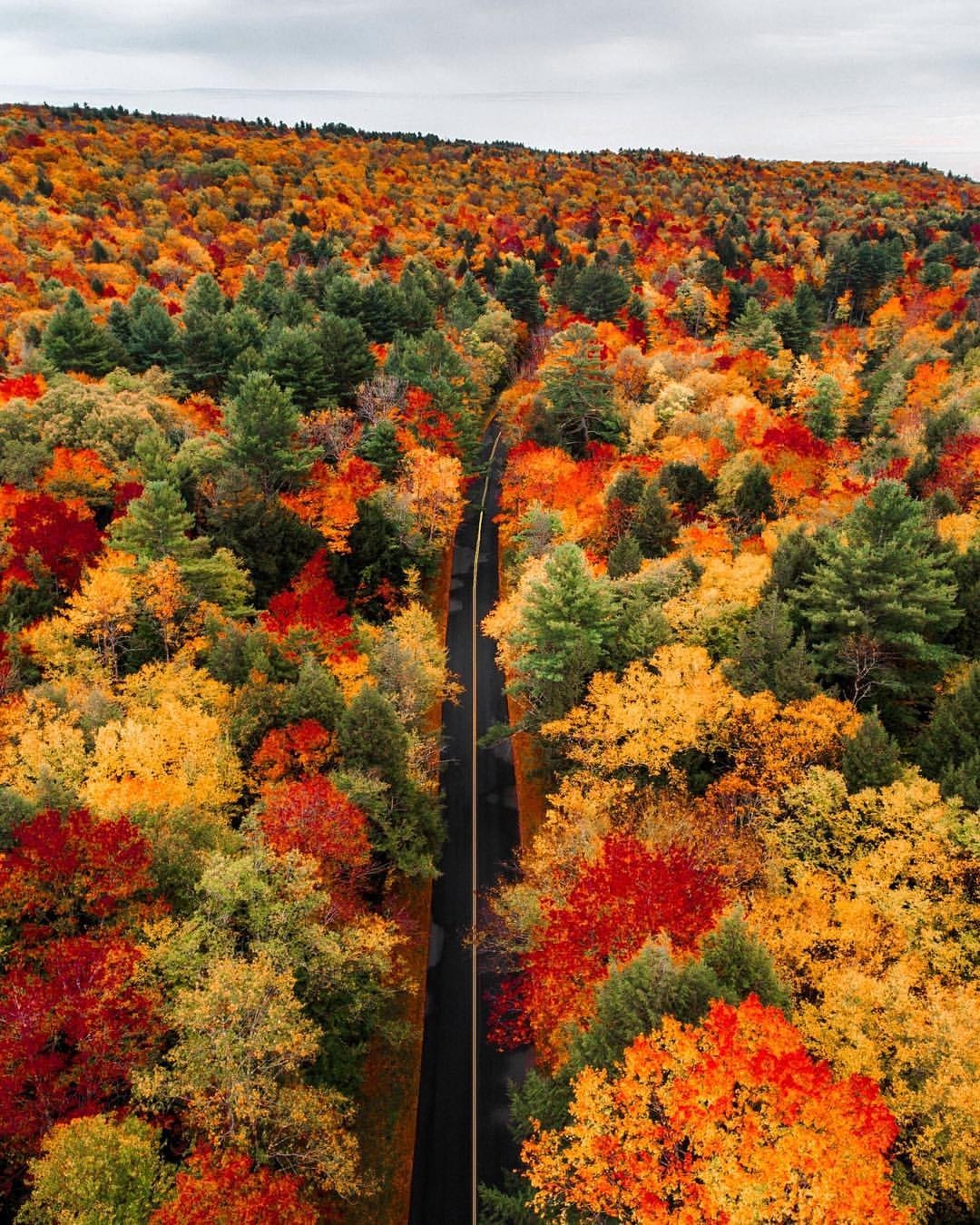 Fall colors - Tree, Autumn, Road, The photo