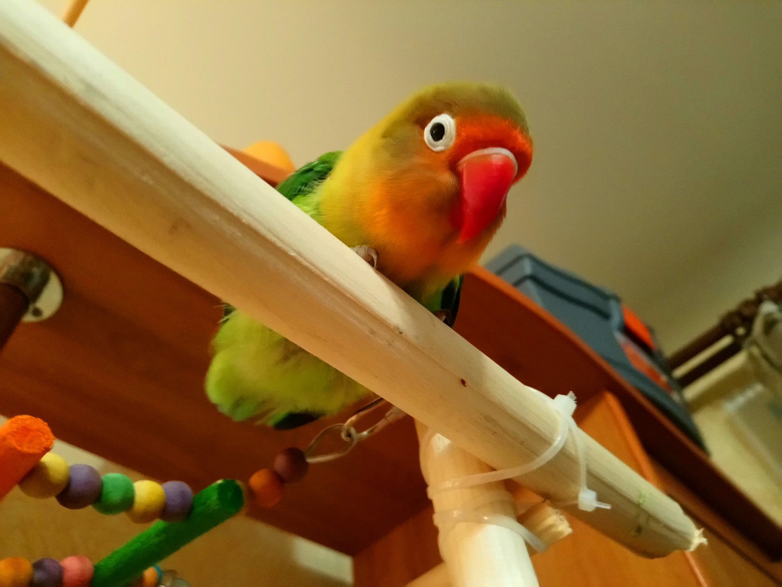 Acquaintance with a parrot or Do you have seeds? And if I find it? - My, A parrot, Fisher's Lovebird, Pet, Friend, Video, Longpost, Pets