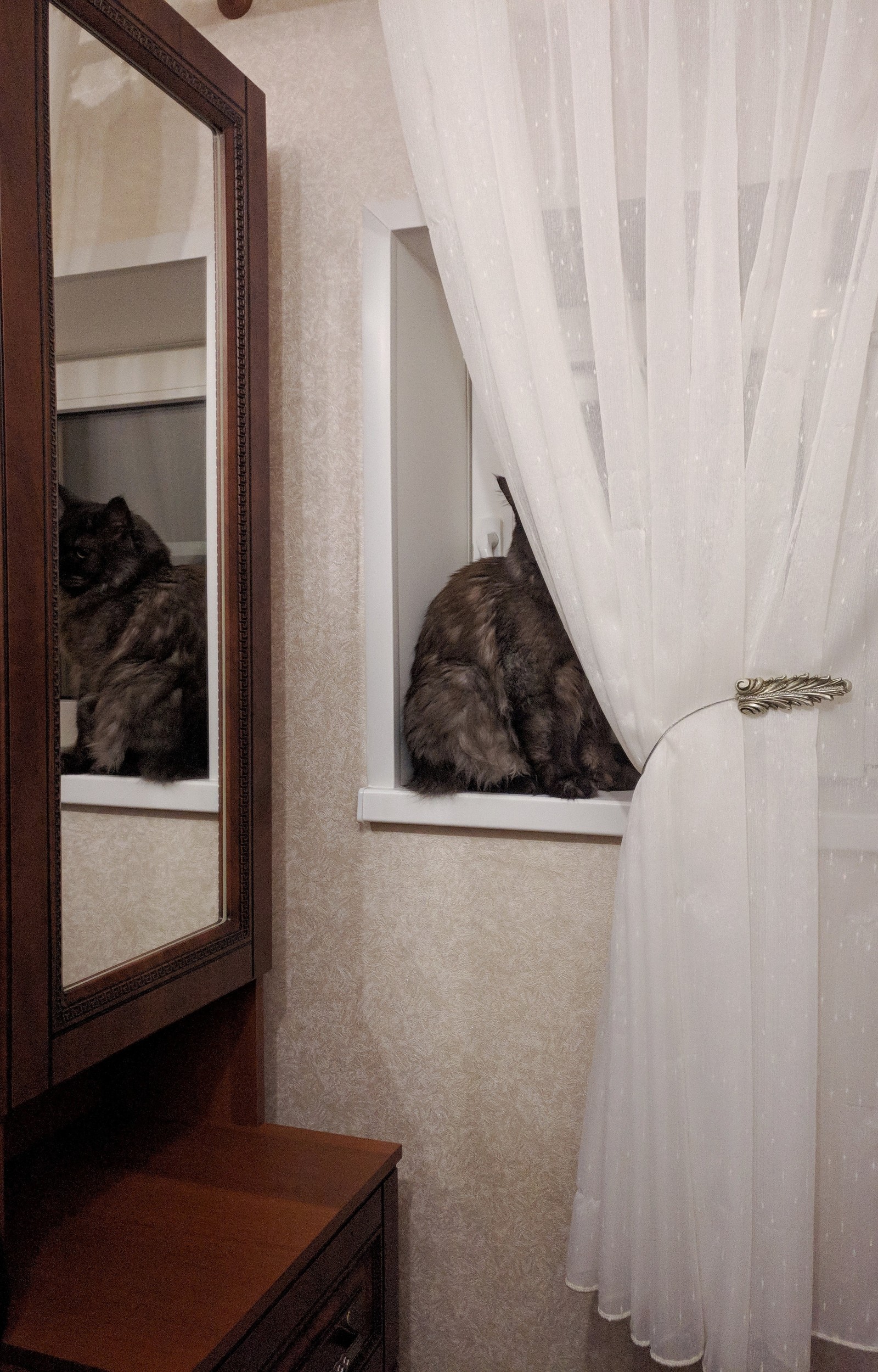 Peekaboo - My, Darius, Maine Coon, cat, Catomafia, Hide and seek, Longpost