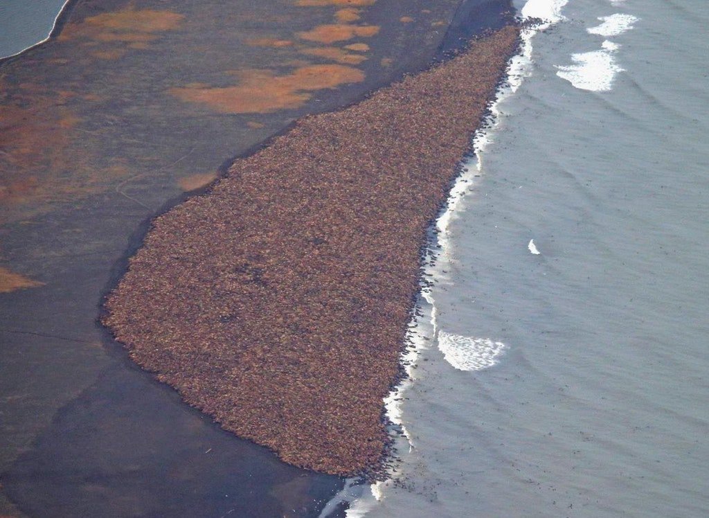 Колония из 35000 моржей - Моржи, Побережье, Колония, Природа, Много, Животные, Фотография