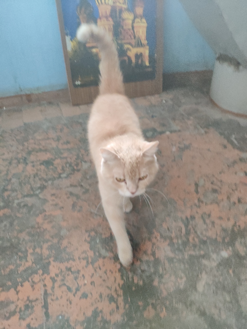 Found a cat. Tyumen. - My, No rating, cat, Found a cat, Tyumen, Longpost