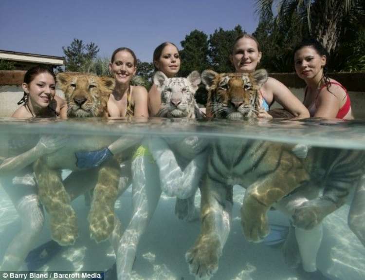 How many pussies in the photo! - cat, Tiger, Swimming pool