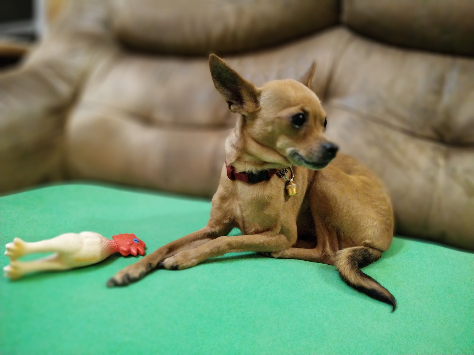 My four legged friend - My, Dog, Pet, Toy Terrier, Animals, Longpost, Pets