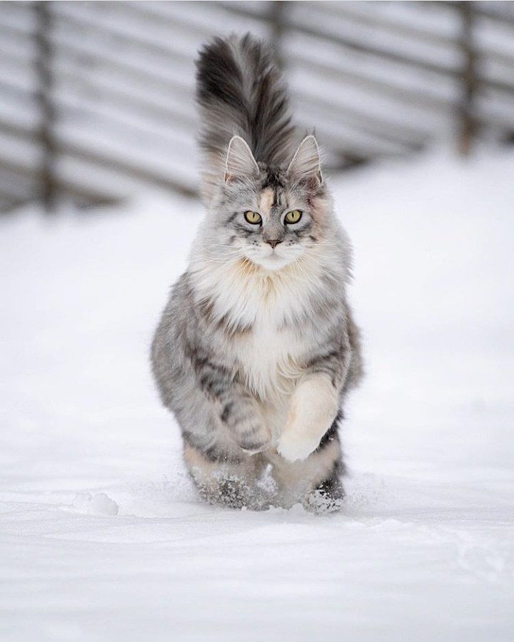 Winter Coon - Maine Coon, cat, The photo, Grace