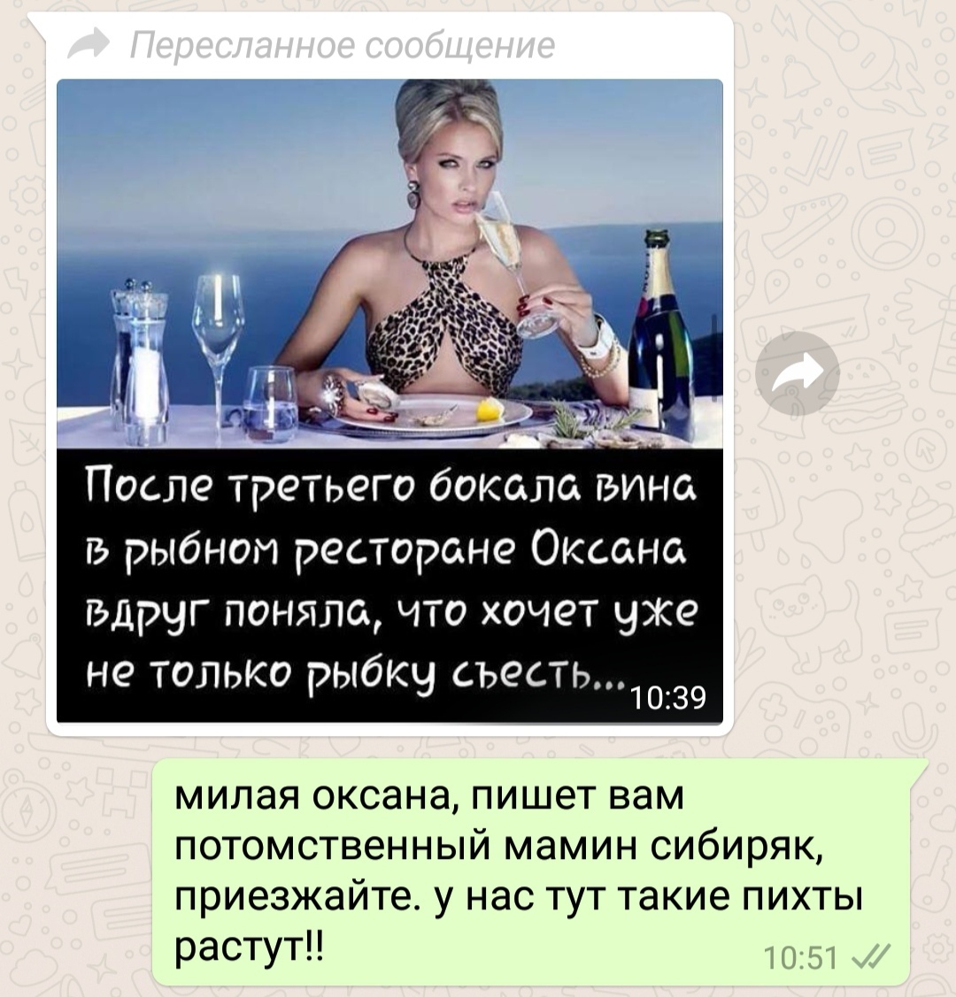 Шуточки - Моё, Переписка, Whatsapp, Юмор, Шутка