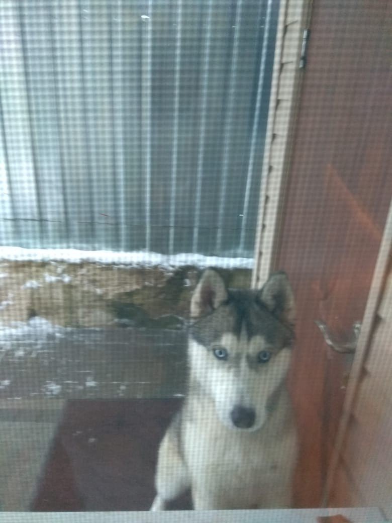 Found a dog. Kaluga. Raspberries. - My, Kaluga, Lost, Dog, Longpost, No rating, Husky, Found a dog, In good hands