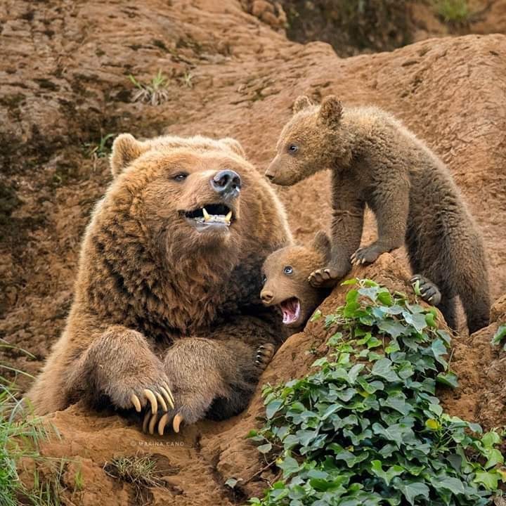 Слушайте, дети, сказку - Медведи, Детеныш, Фотография, Милота, Дикие животные, Природа