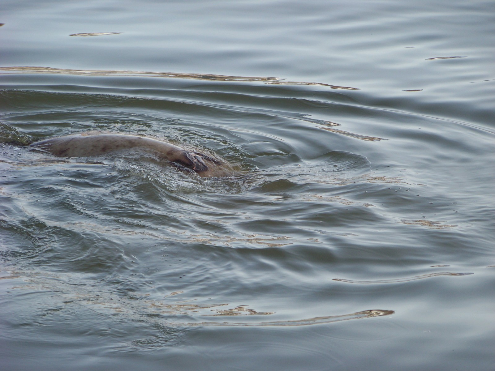 Sea lions. - My, Kamchatka, Sea lions, Spring in Kamchatka, Video, Longpost, Avachinsky volcano, Kozelsky Volcano, Plaice