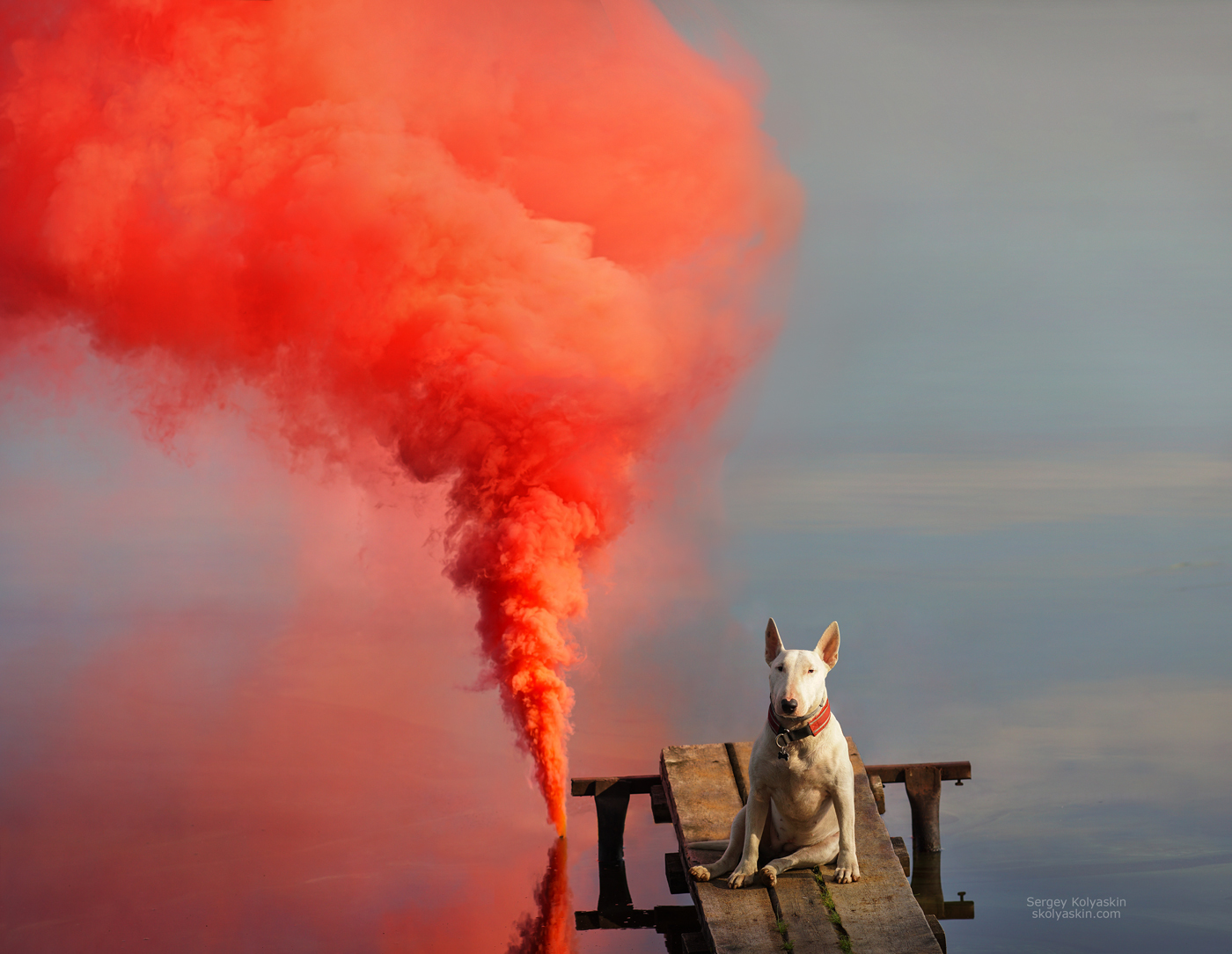 Dasha. Portrait of a kind bull terrier. - My, Dog, Portrait, Bull terrier, Pets, Smoke