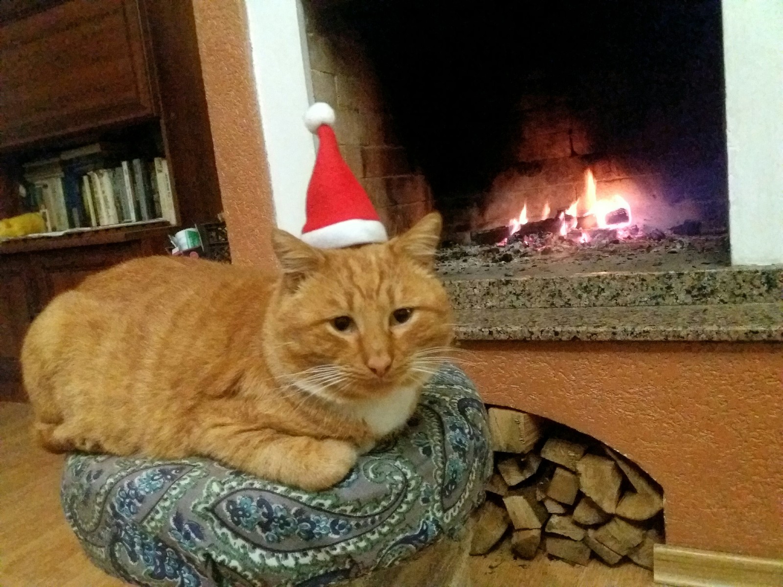 By the fireplace - My, cat, Redheads, Fireplace, Catomafia