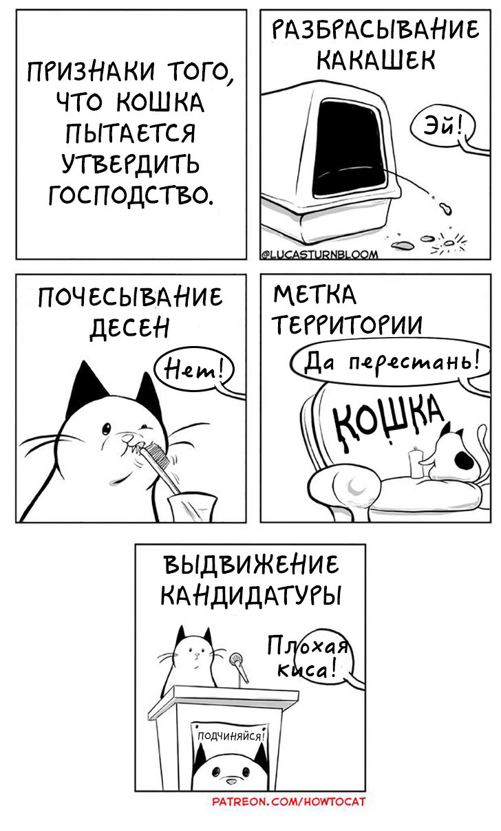 Kotobudni - cat, Howtocat, Comics, Longpost, Lucas Turnbloom