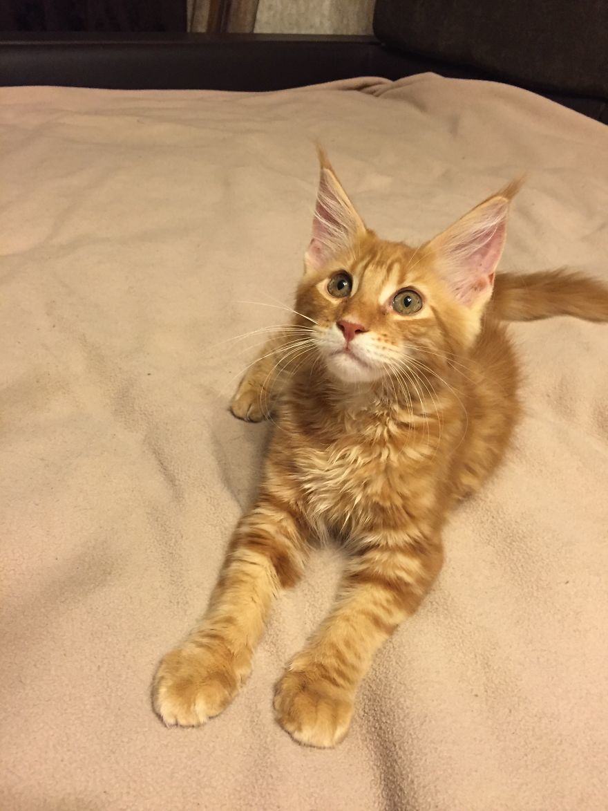 Waving the cat =) - cat, Redheads, Longpost, Maine Coon