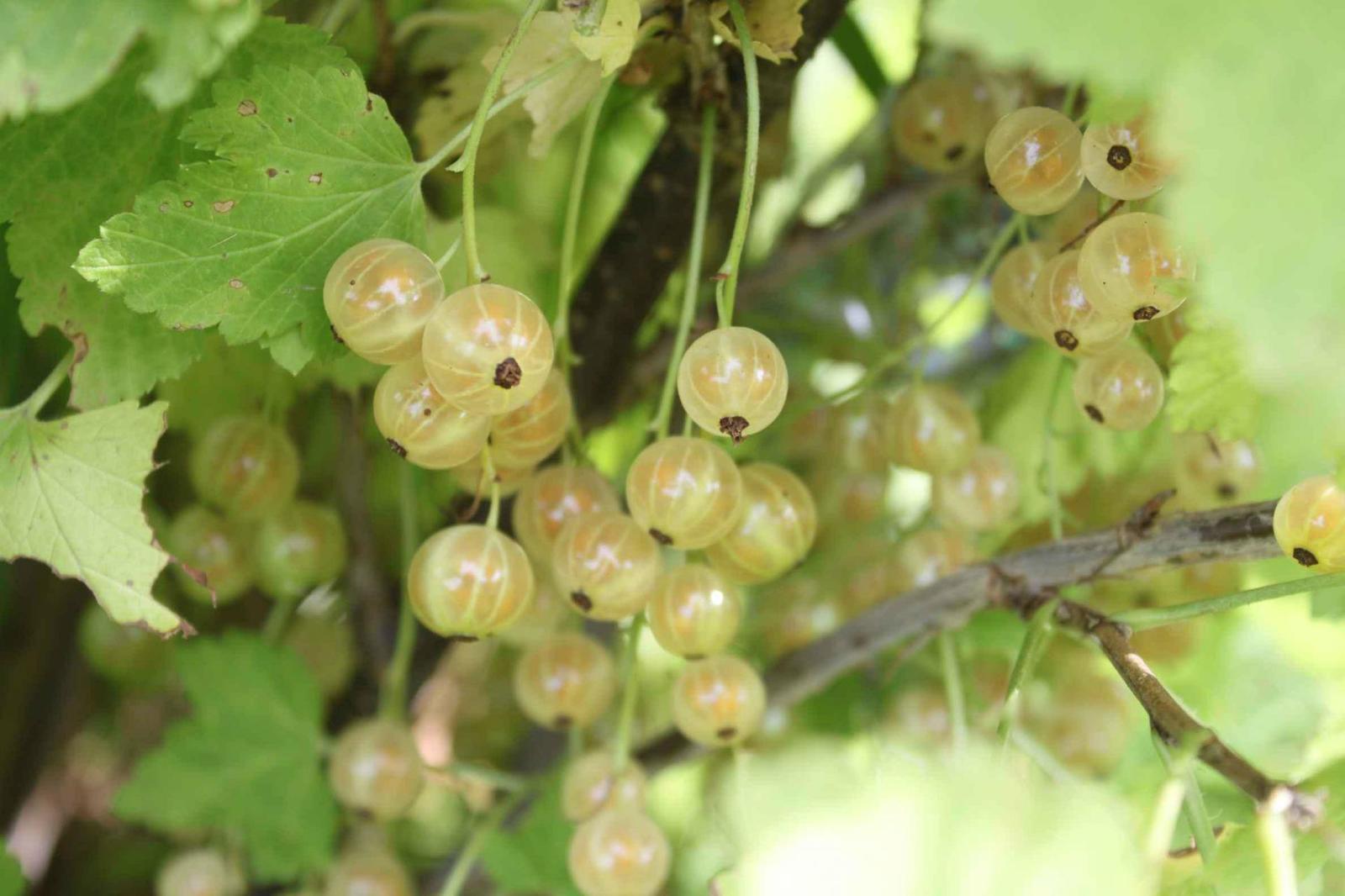 Versailles white - My, Garden, Garden, Berries, Longpost