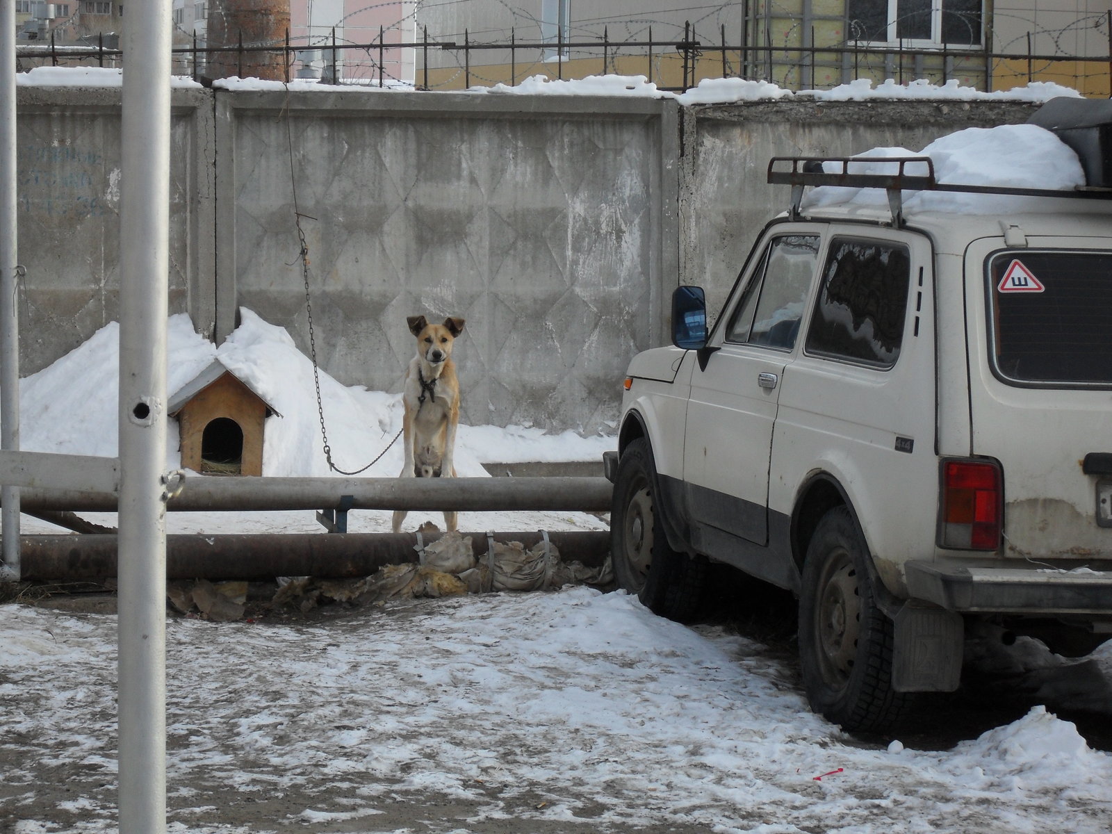 So, who are you to, young man? - My, Dog, Security, Cur, Outskirts, The photo