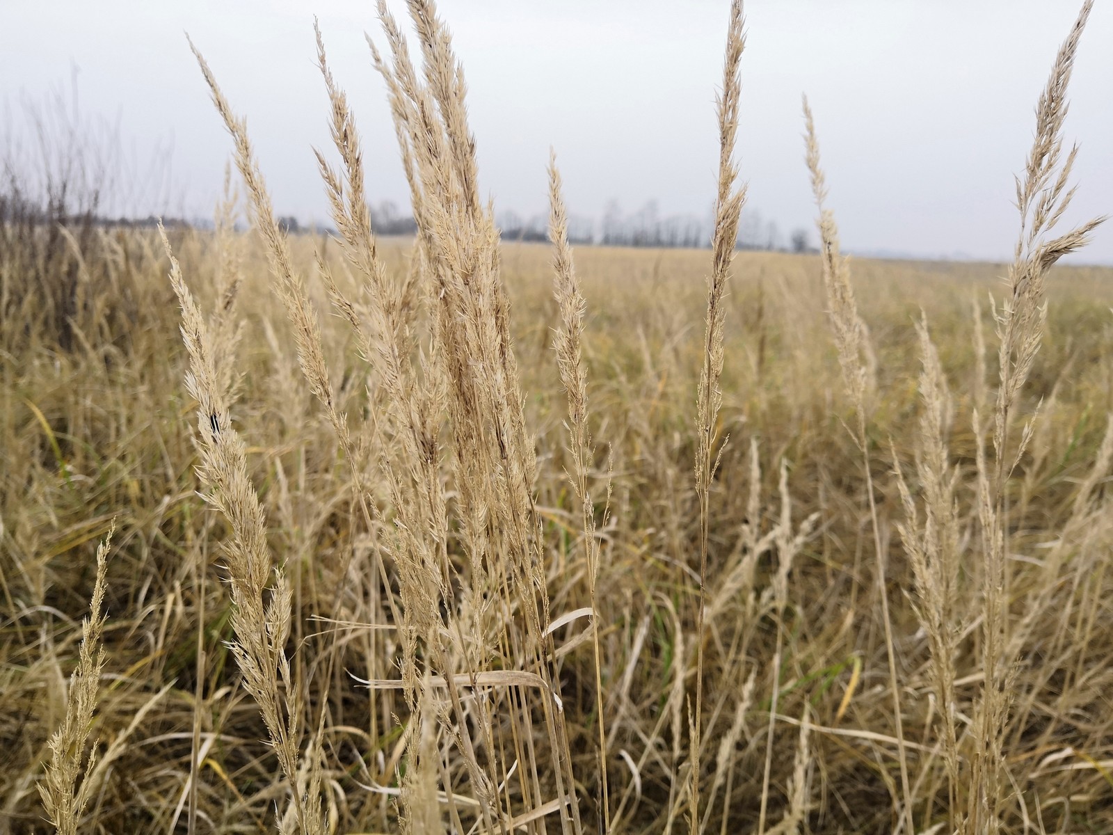 Kaliningrad region and a bit of nature - My, Kaliningrad, Chernyakhovsk, Gusev, Longpost