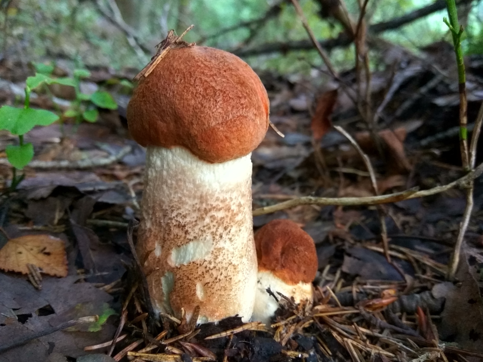 Белый гриб красноголовик Лисичка