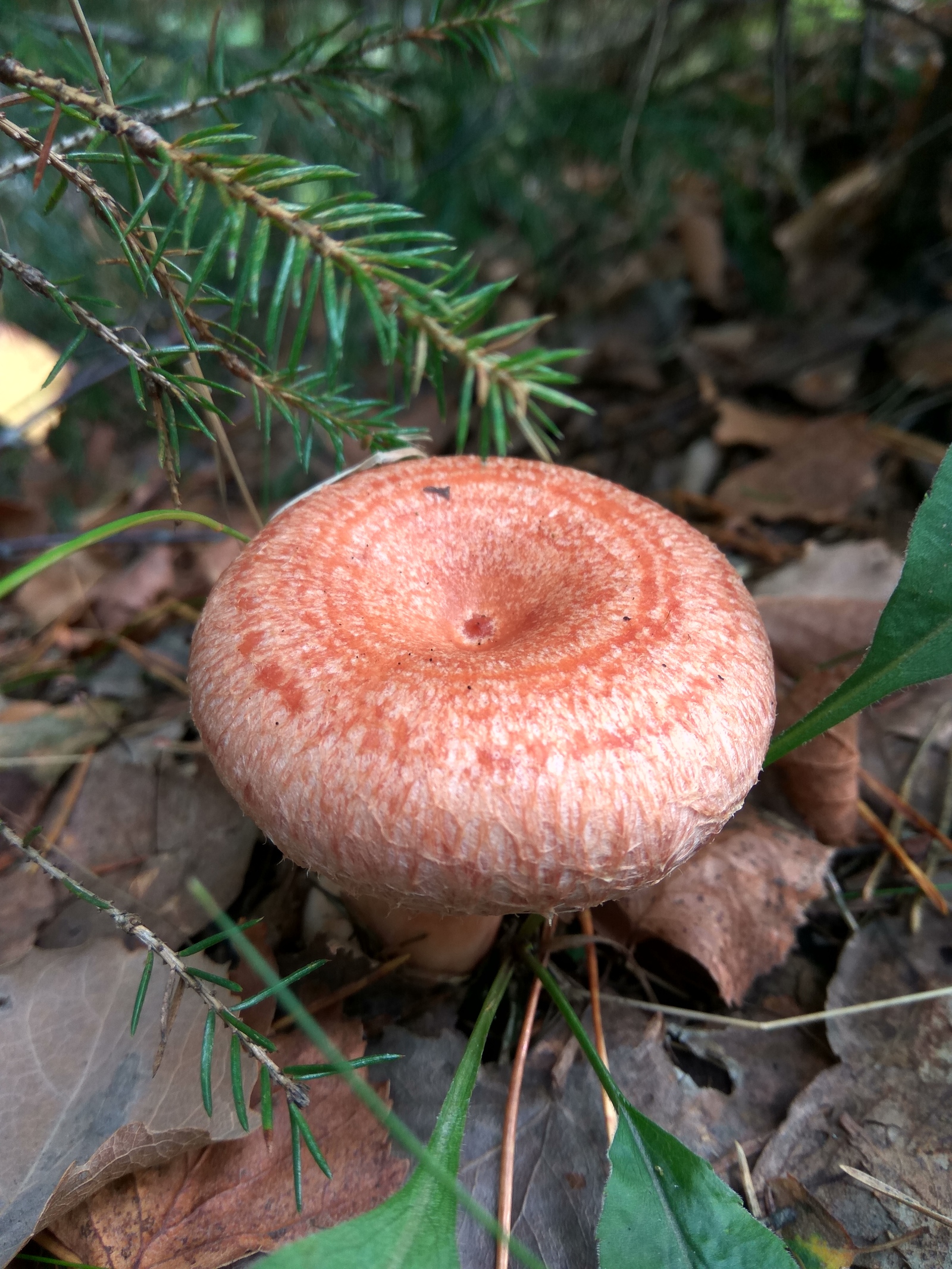 Mushroom Team 2018 - My, Mushrooms, Silent hunt, Boletus, Boletus, Porcini, Chanterelles, Forest, Protection of Nature, Longpost