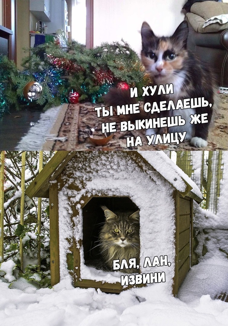 Soon - cat, Christmas trees, Exile