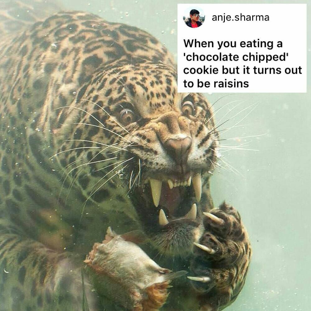 Leopard memes - 9GAG, Memes, Longpost