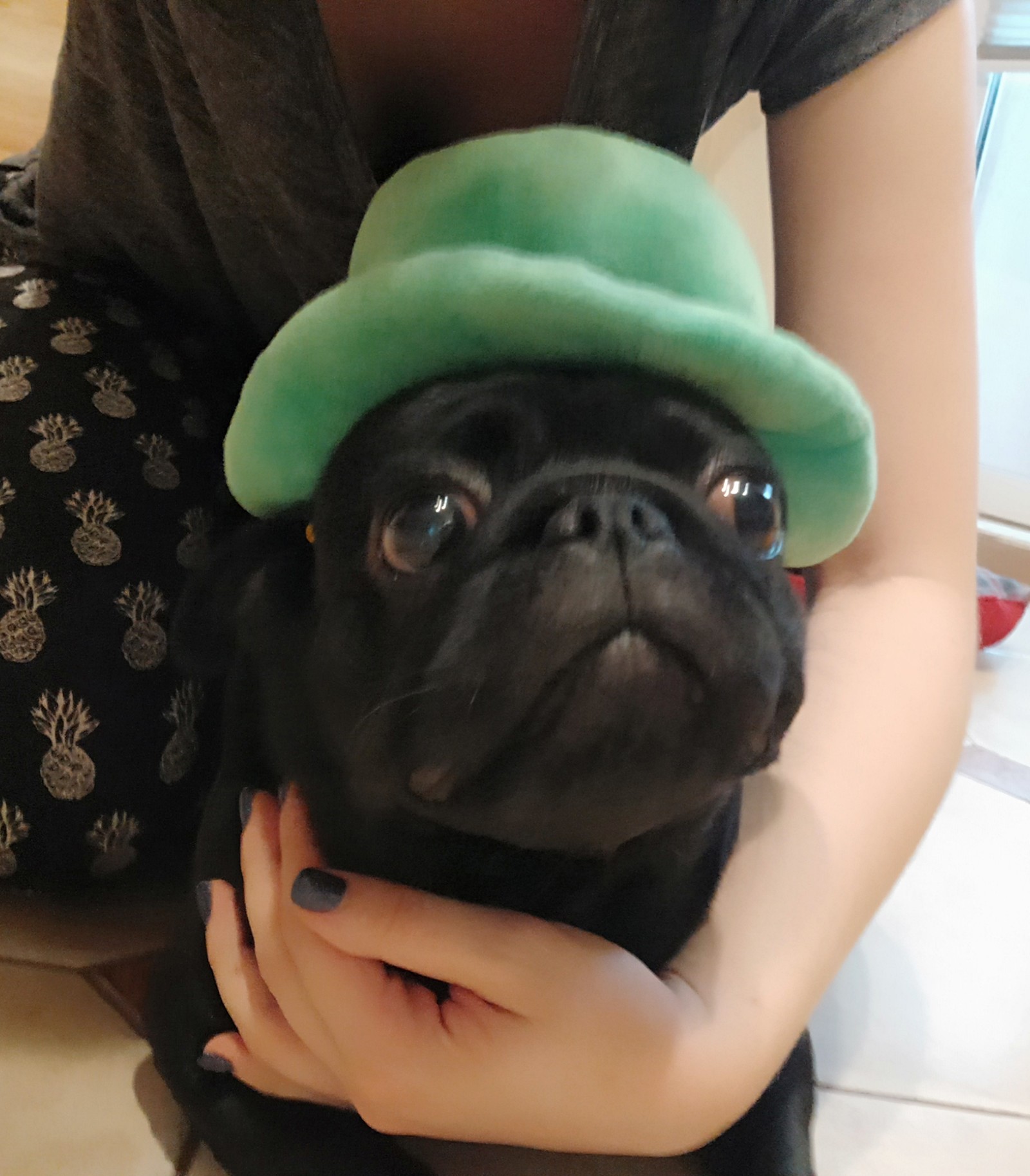 Pug ready for st patrick's day - My, Pug, Pet, Dog, Hat, St.Patrick 's Day, Longpost, Pets