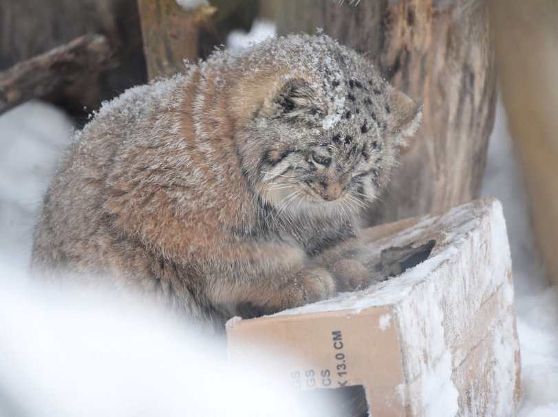 All cats love cardboard boxes. - Pallas' cat, The photo, Box, Longpost, cat