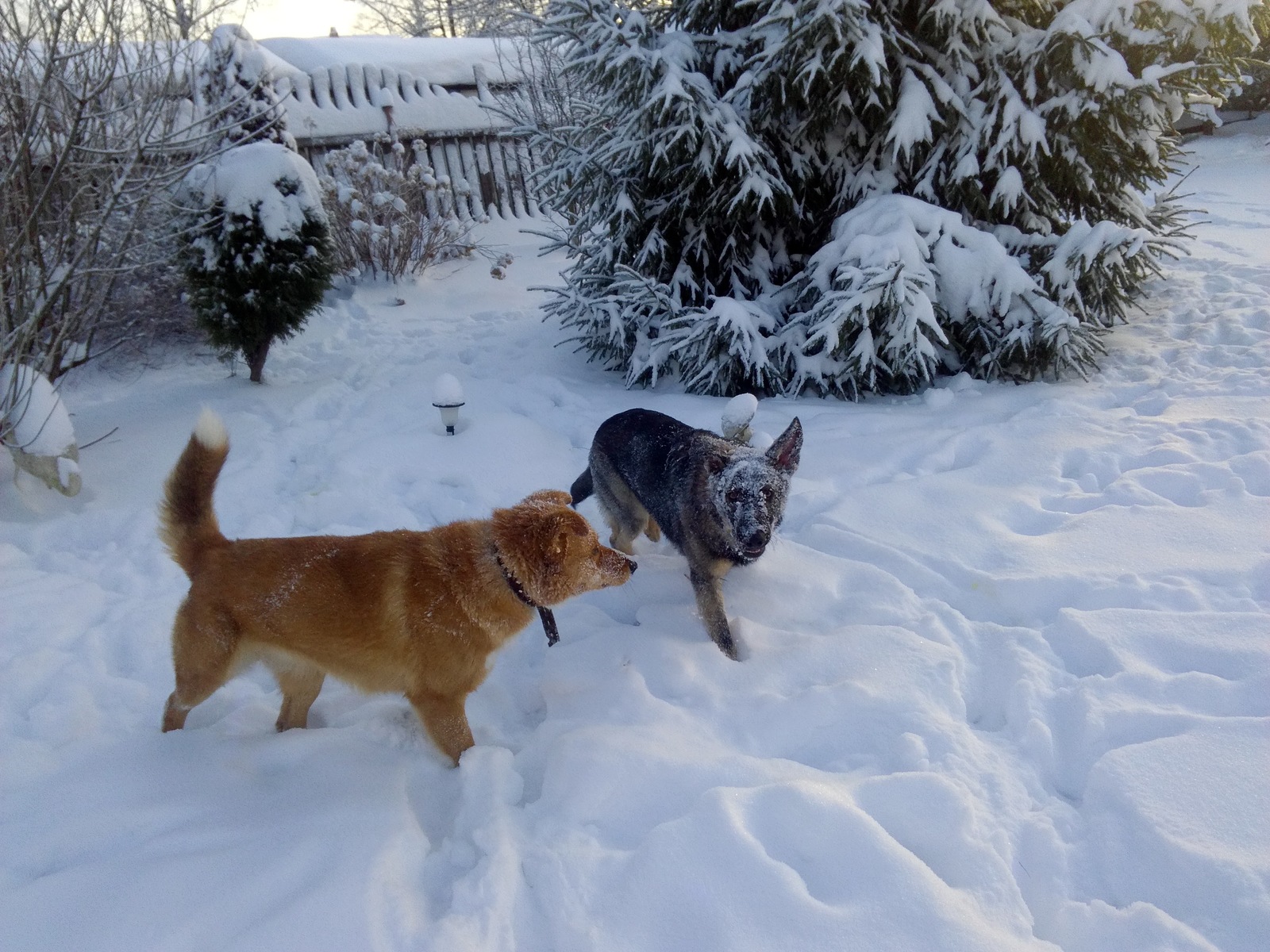 Here it is, happiness! A neighbor came to visit our dog to play) - My, Dog, A good day, Longpost