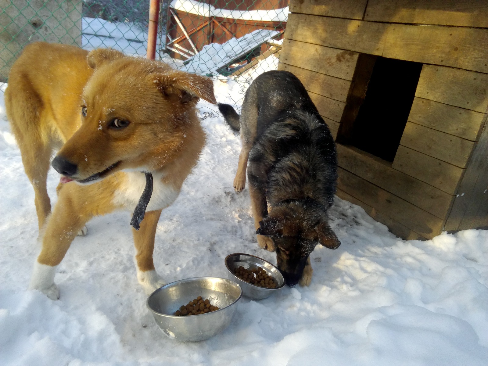 Here it is, happiness! A neighbor came to visit our dog to play) - My, Dog, A good day, Longpost