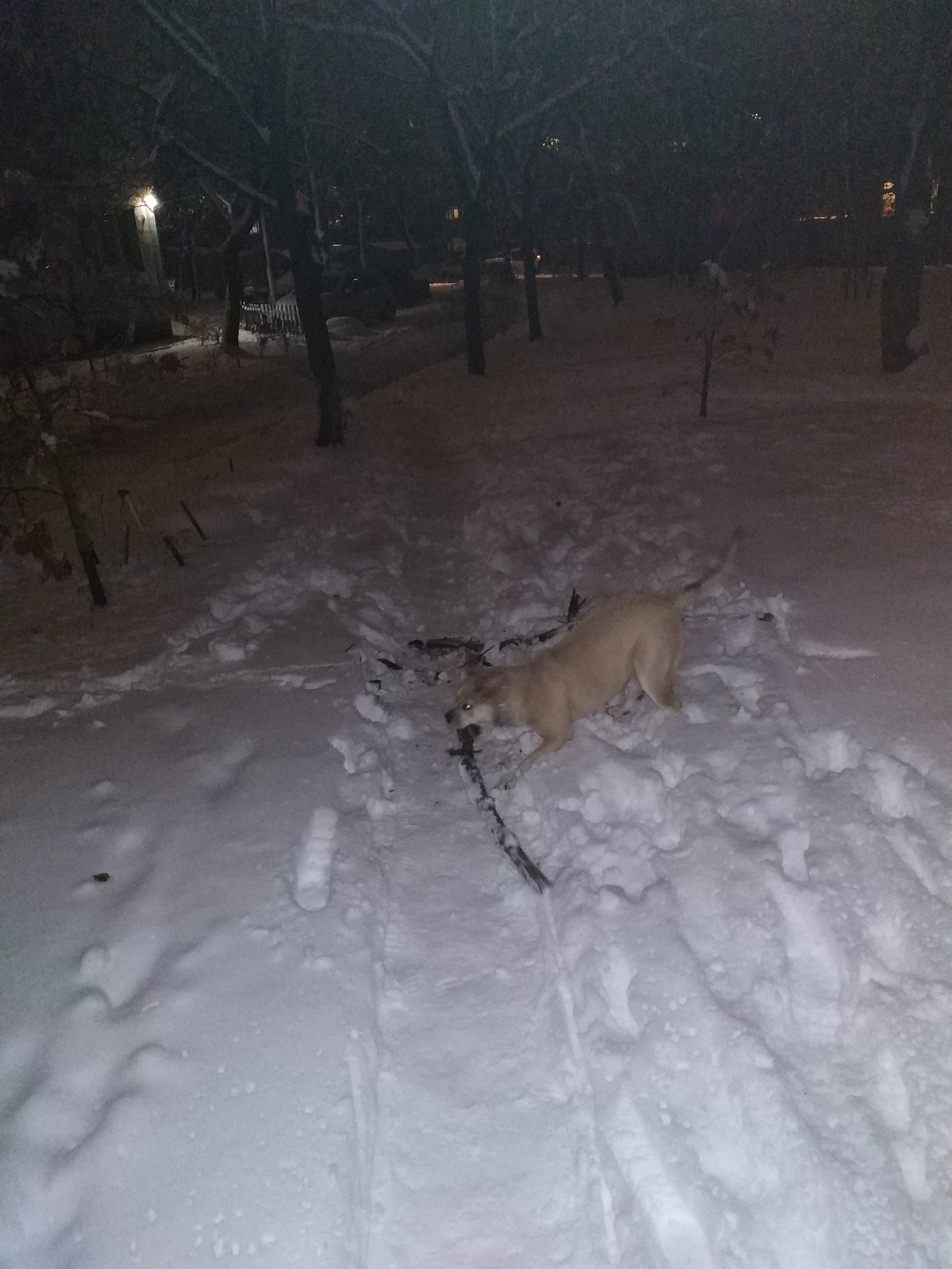 And in our yard - My, Winter, Snowballs, Children, Dog, Kiev, Longpost
