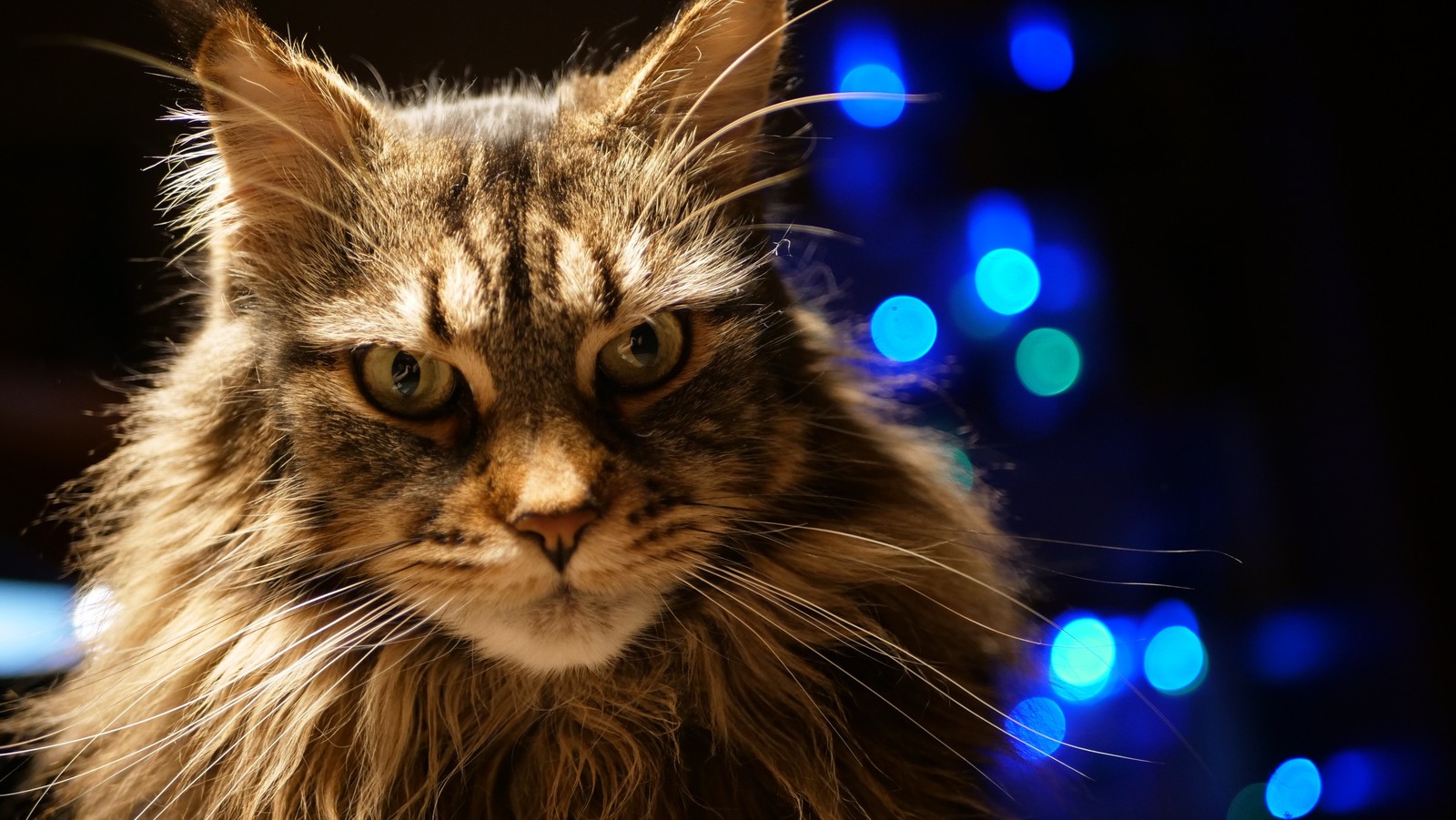 Catolamp - My, Maine Coon, The photo, cat