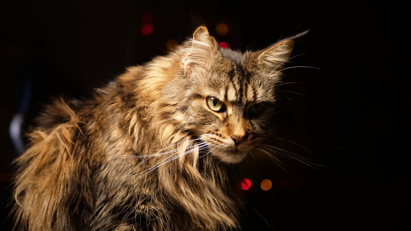 Catolamp - My, Maine Coon, The photo, cat