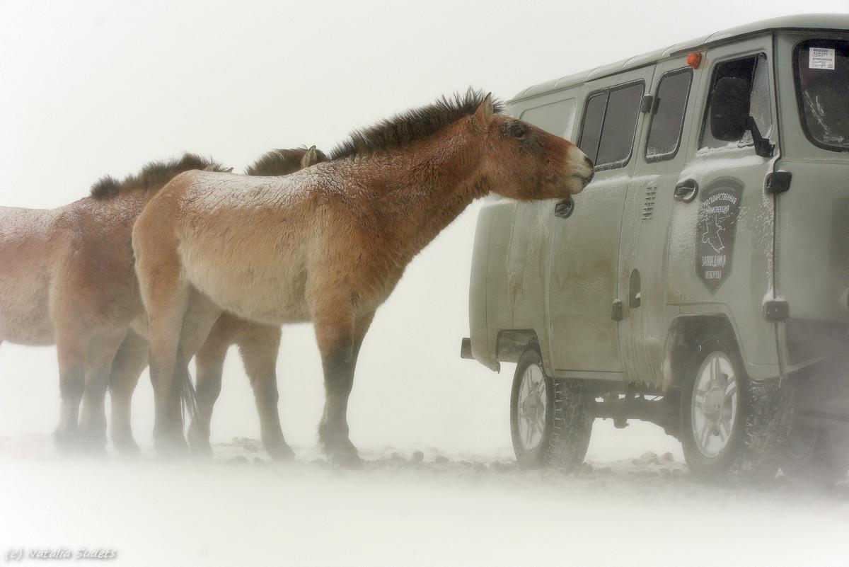 До центра подбросите? - The National Geographic, Фотография, Лошади, Снег, Холод, Мороз, Машина, Лошадь Пржевальского