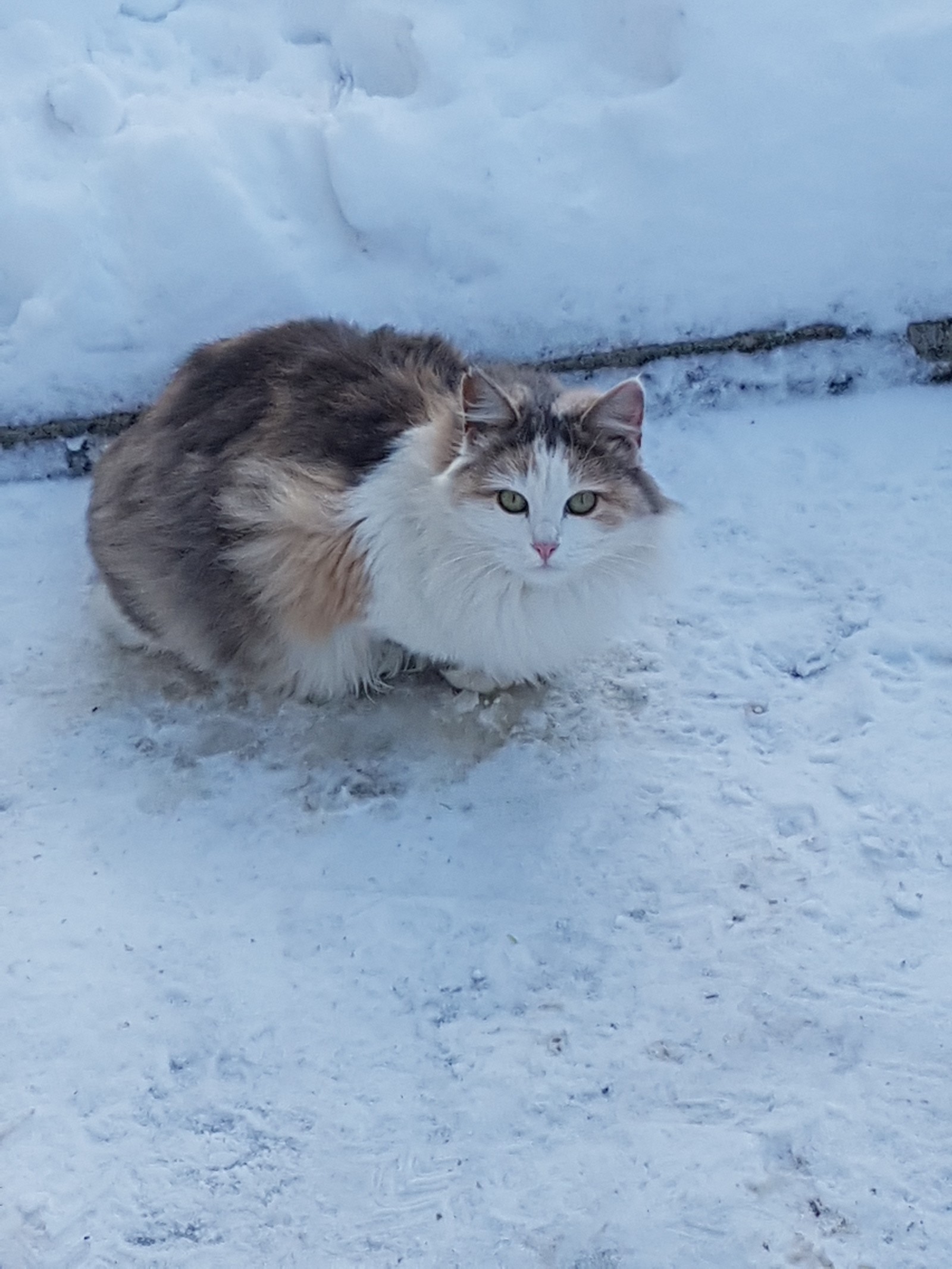 winter cat - My, cat, Catomafia, Longpost