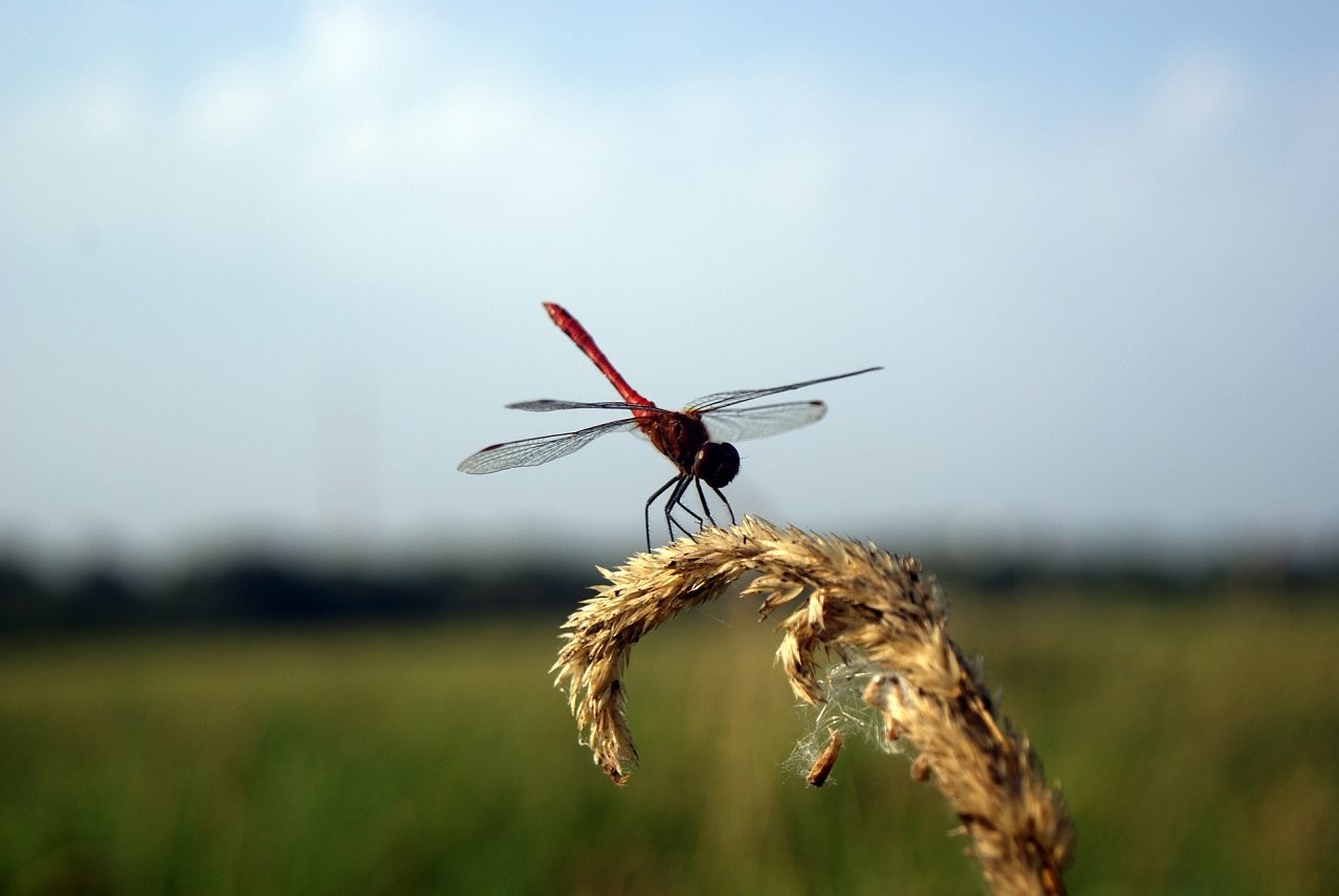 Summer in photos - My, Summer, Nature, The photo, A life, Hobby, Beautiful, Heat, Insects, Longpost