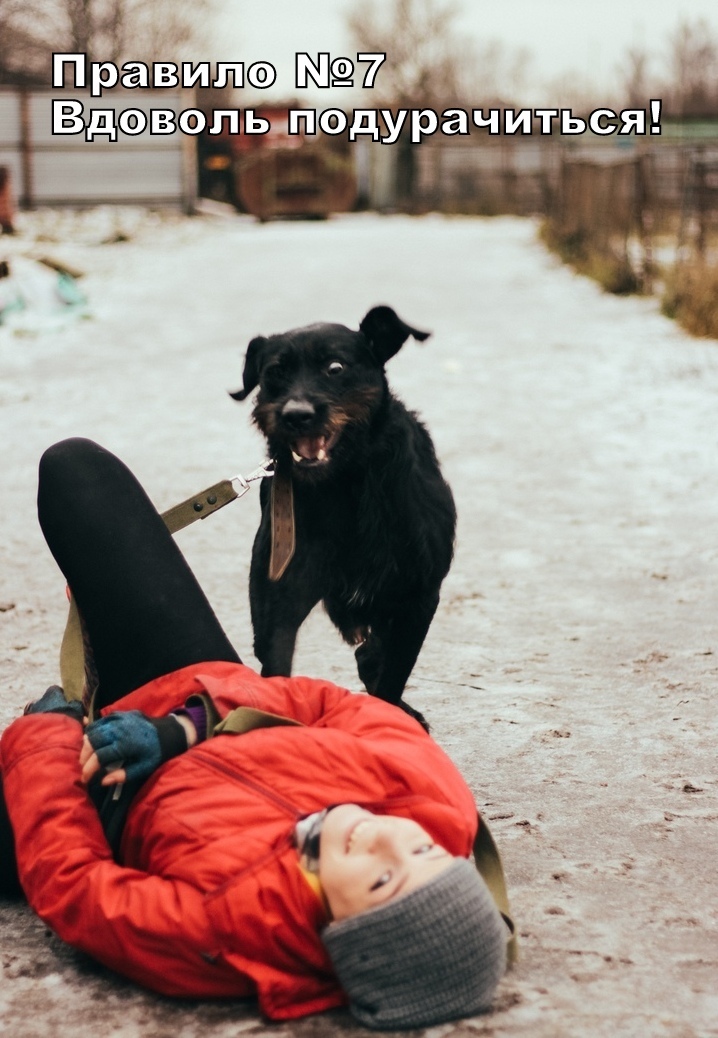 Rules for a good walk from Buddy from the Rzhevka shelter, St. Petersburg - My, Dog, Animal shelter, Saint Petersburg, Longpost, No rating, In good hands, Looking for a master