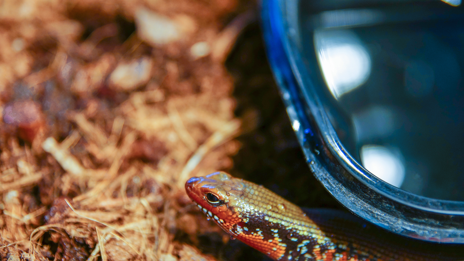 Fire skink posing - My, Skink, Reptiles at home, Lizard, Exotic animals, Fire Skink, Longpost