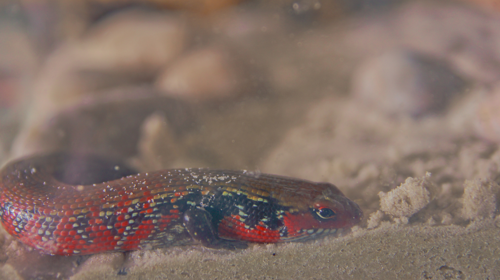 Fire skink posing - My, Skink, Reptiles at home, Lizard, Exotic animals, Fire Skink, Longpost