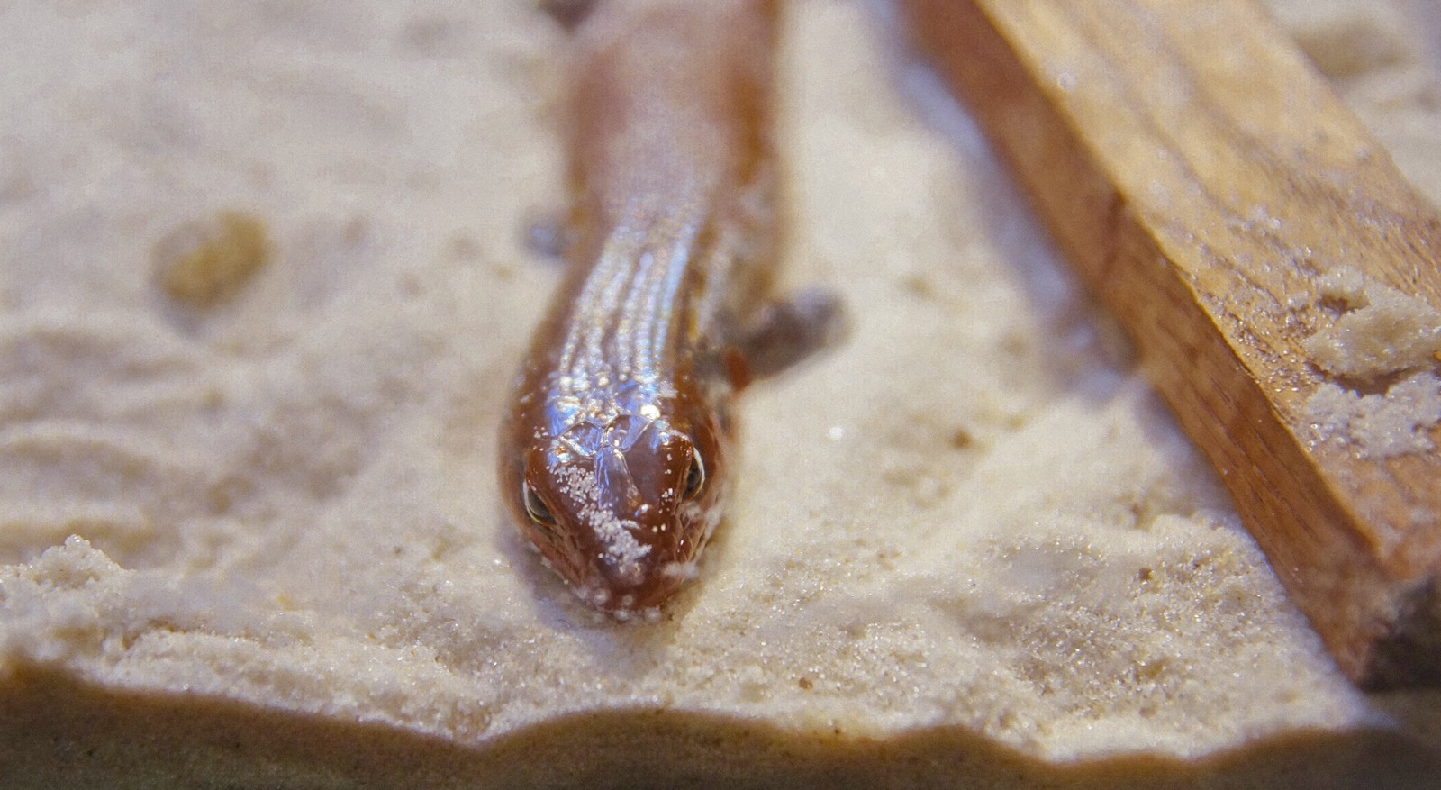 Fire skink posing - My, Skink, Reptiles at home, Lizard, Exotic animals, Fire Skink, Longpost