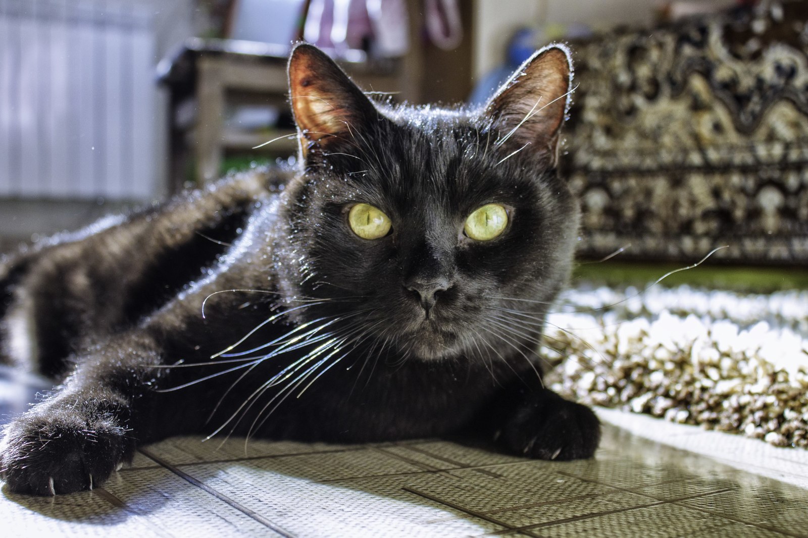 Assistant when cleaning dust under the bed - My, cat, Black, Ordinary, Woolen, Усы