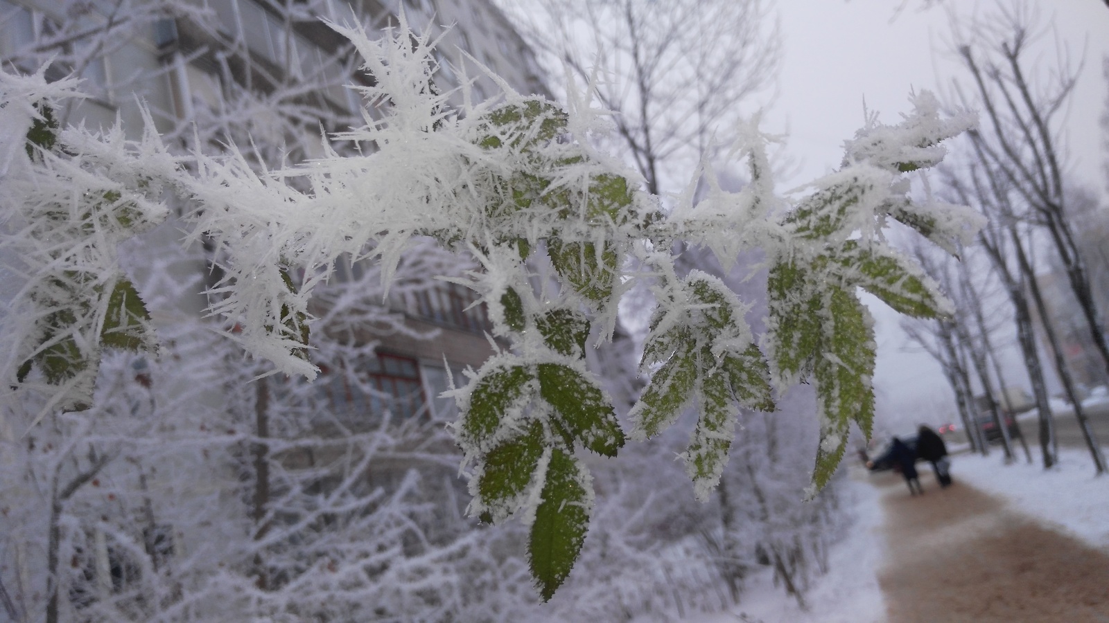 Smolensk. Waiting for Christmas miracles.. - My, Smolensk, Winter, Snow, Longpost