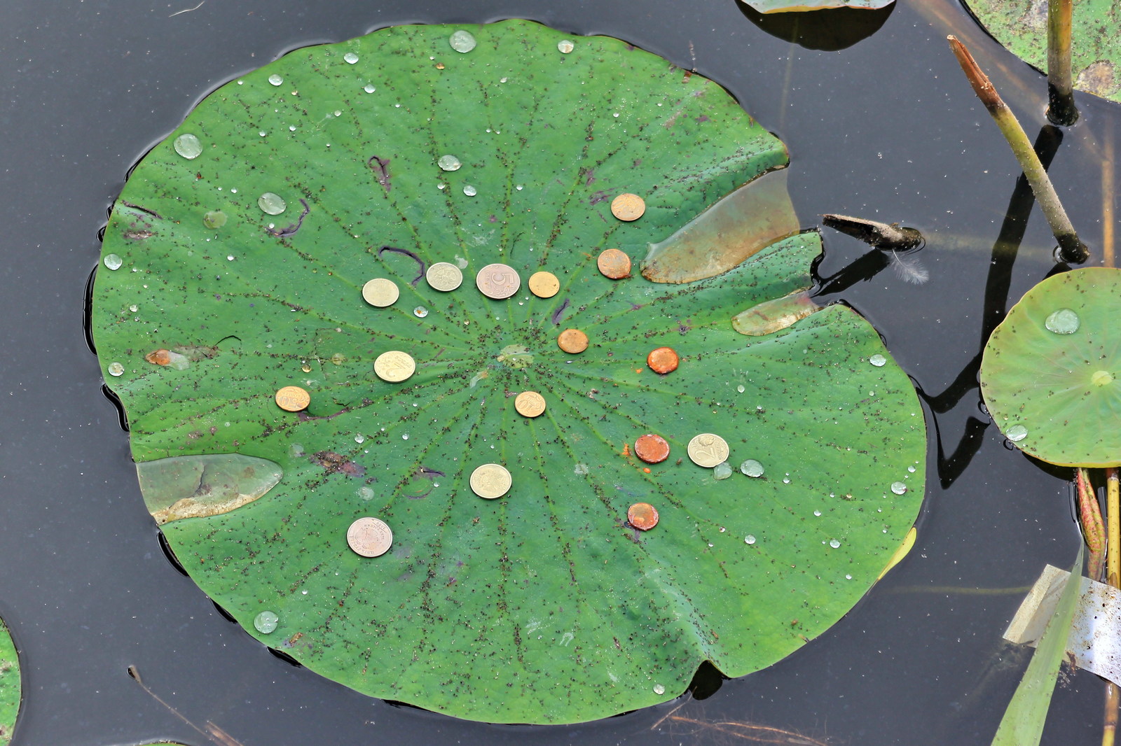 Flowers #7. - My, Flowers, Lotus, , Frogs, The nature of Russia, Longpost