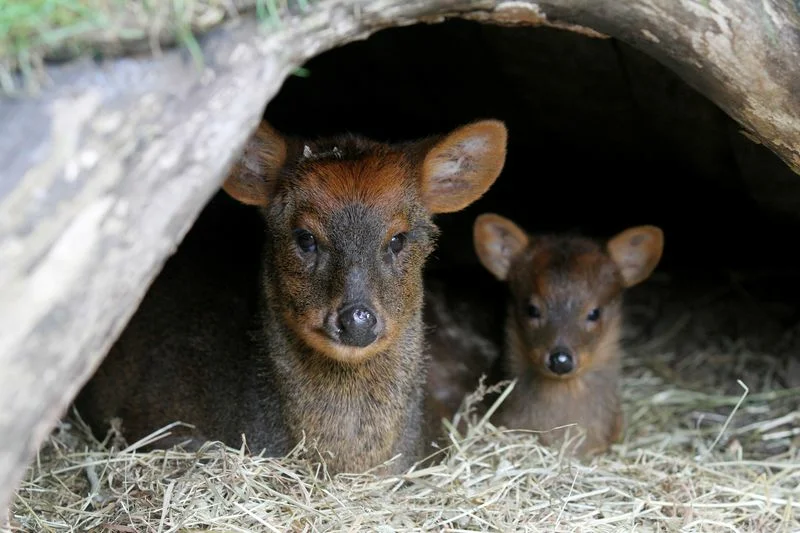 Pudu: World's tiniest deer - My, Pudu, Deer, Animals, Wild animals, Animal book, Zoology, Nature, Humor, Longpost, Deer