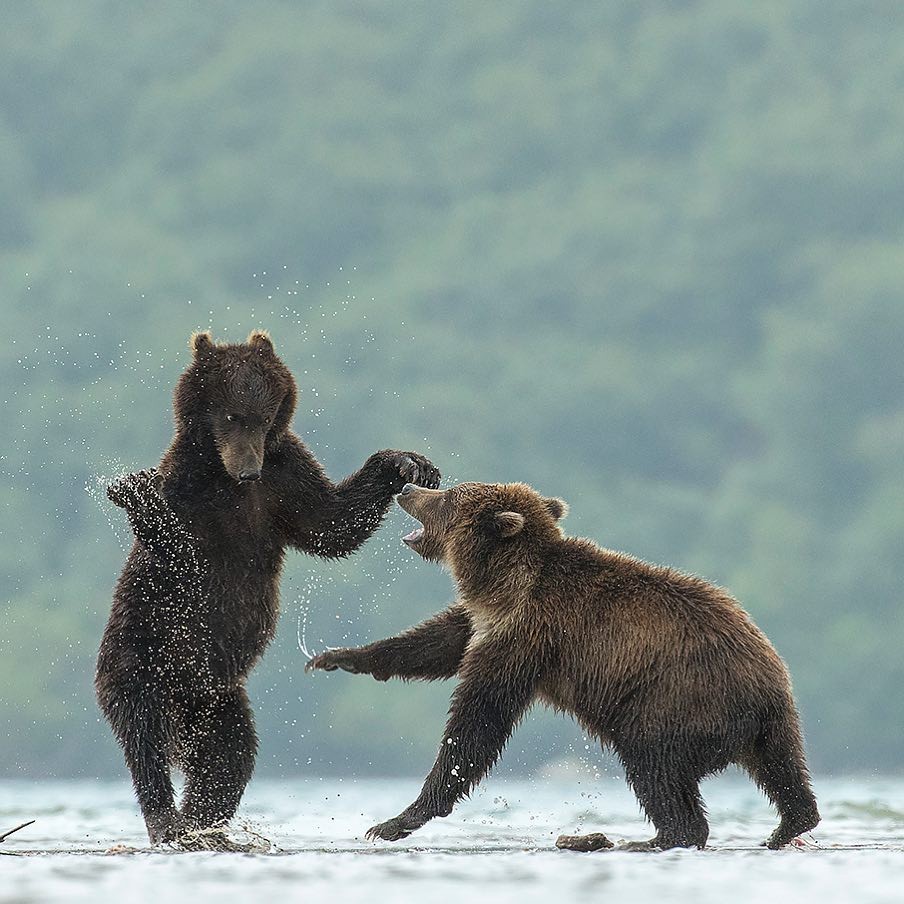 Dancing on the water - The photo, The Bears