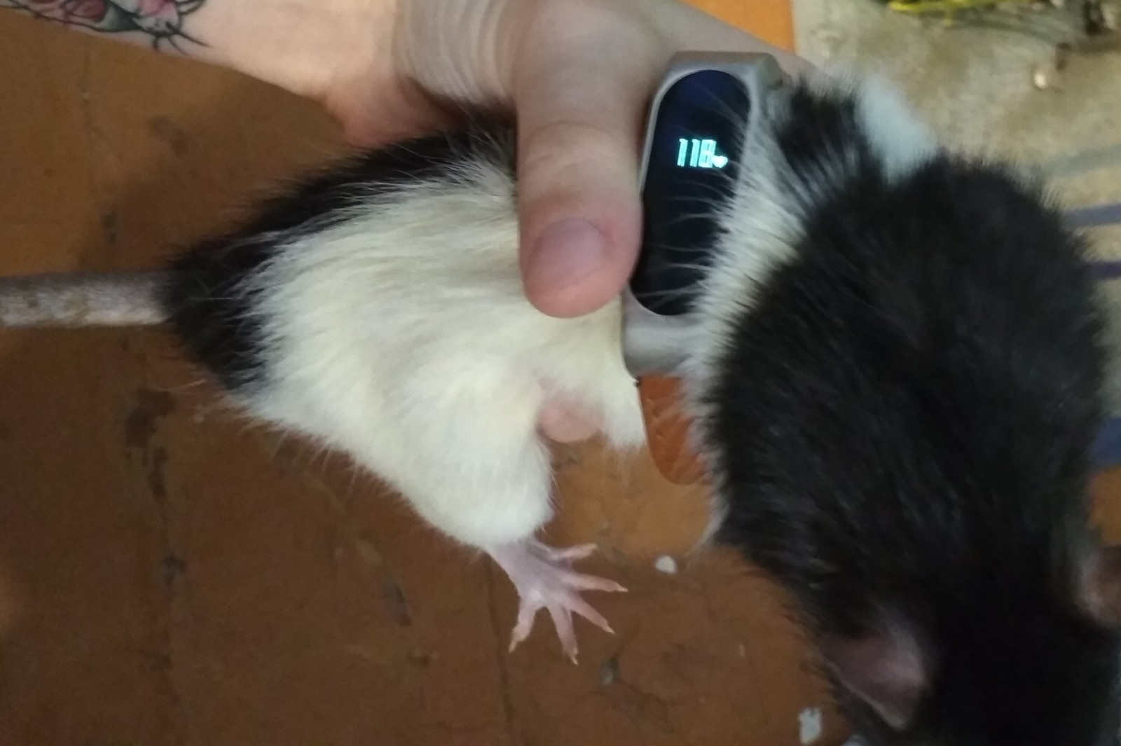 In the name of science! - My, Fitness Bracelet, Rat, Pulse, Longpost