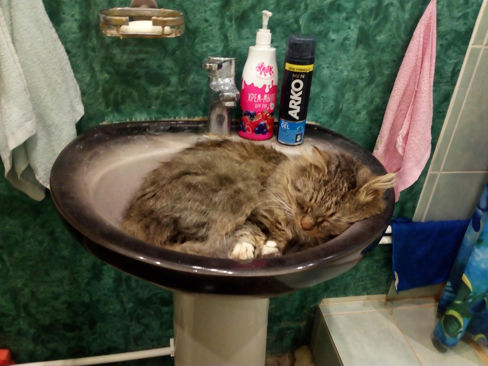 Went to wash my hands... - cat, Catomafia, Milota