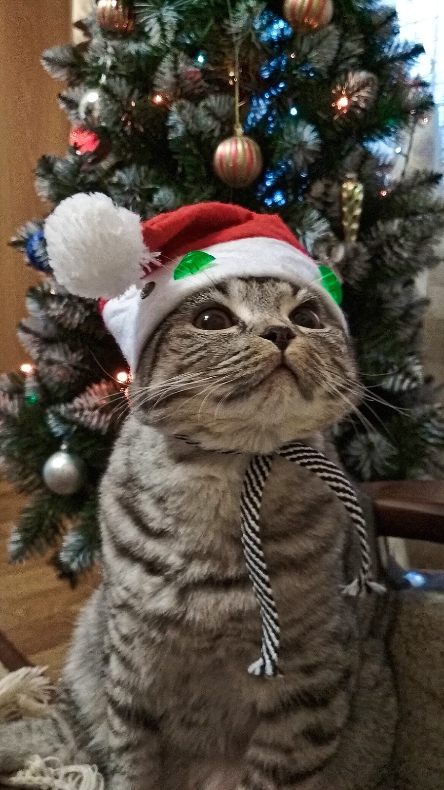 Ready for the New Year - My, cat, New Year, Christmas trees, Longpost