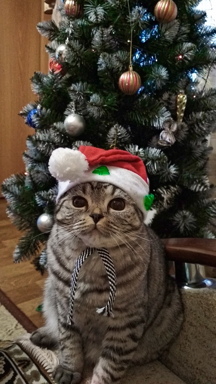 Ready for the New Year - My, cat, New Year, Christmas trees, Longpost